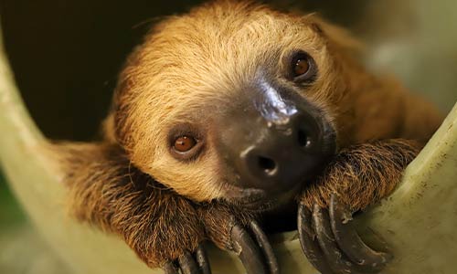 sloth