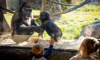 gorillas and guests