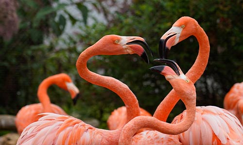 flamingo flock