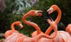 flamingo flock