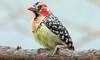 red and yellow barbet