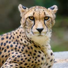 Cheetah Box (1)