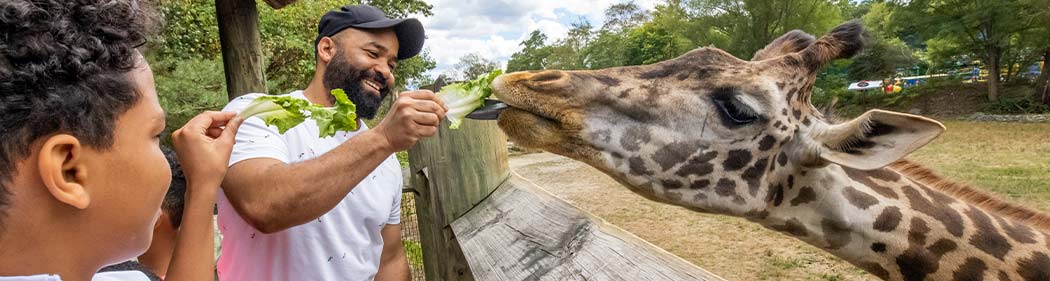 Guests feeding giraffe in an Animal Experience