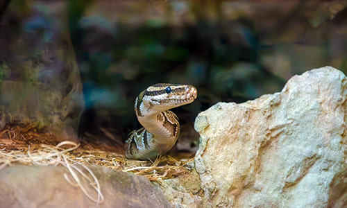 ball python peeking out from the rocks