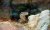 ball python peeking out from the rocks