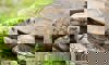 African Spurred Tortoise