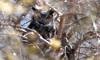 great horned owl