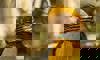 golden pheasant