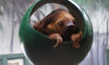 sloth