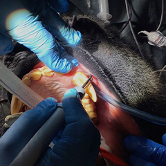 gorilla receiving a dental exam