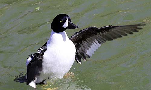 Barrow's Goldeneye