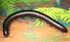 giant millipede