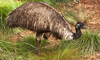 emu