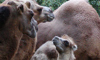 Bactrian camels