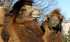 Bactrian camels