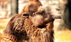 Bactrian camel