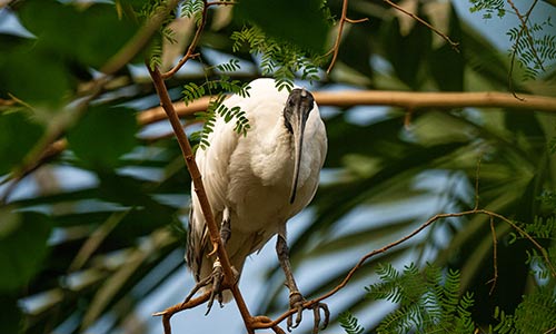beautiful fruit dove
