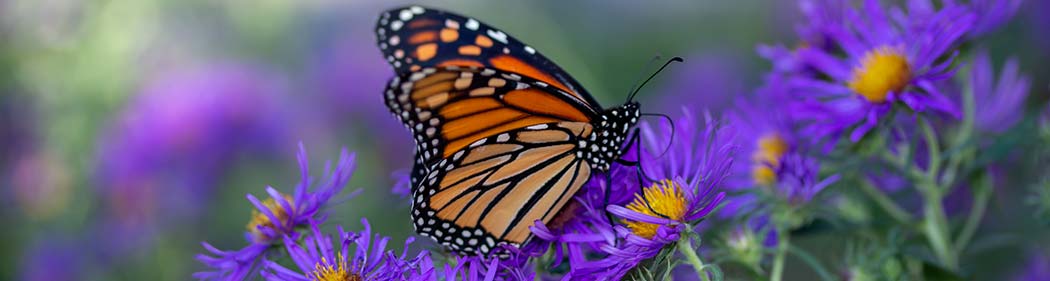 monarch butterfly among flowers