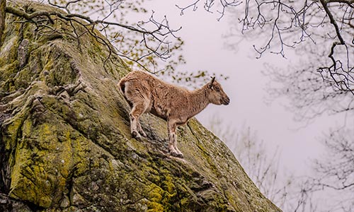markhor