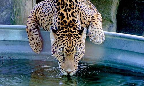 jaguar drinking