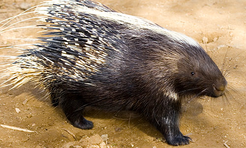 african-creasted porcupine