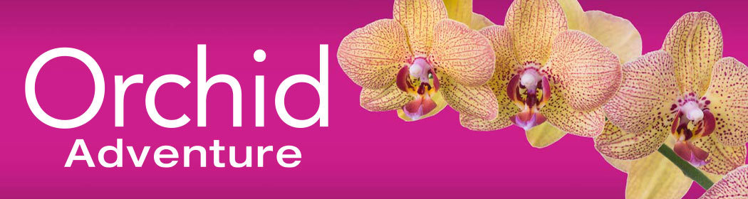 Orchid Adventure