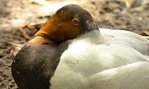 canvasback duck