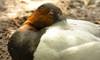 canvasback duck
