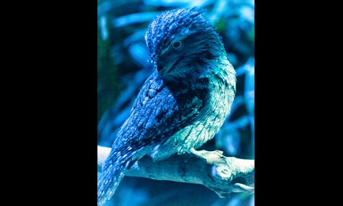 tawny frogmouth