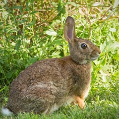 cottontail rabbit