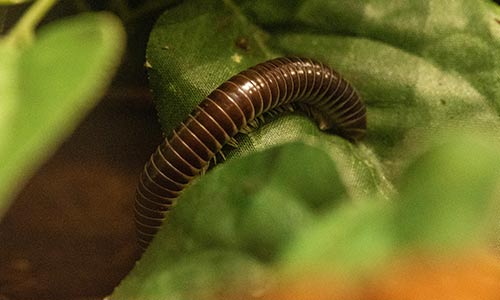 millipede