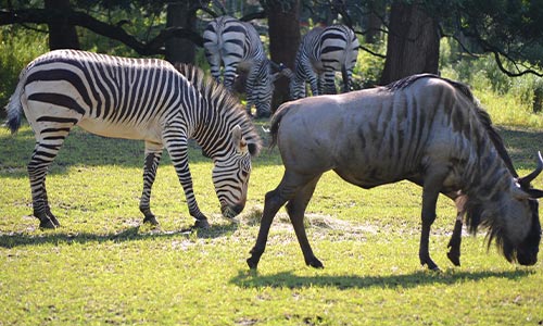 Hartmann’s Mountain Zebra