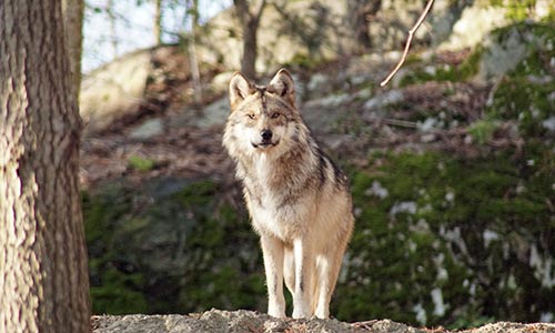 wolf