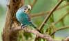 budgie
