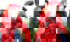 scarlet macaw