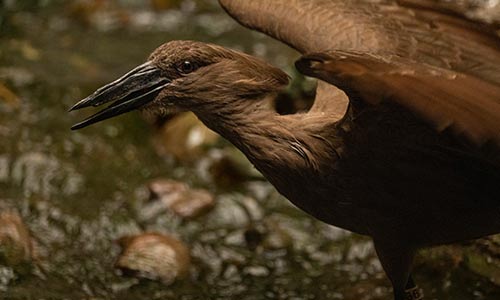 hamerkop