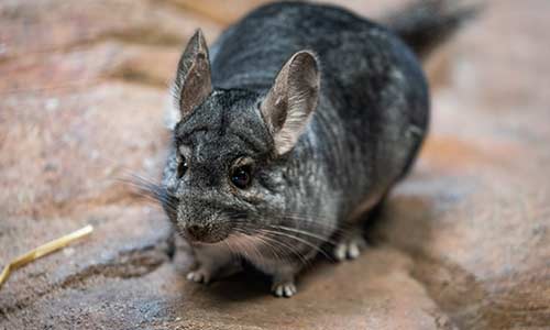 chinchilla