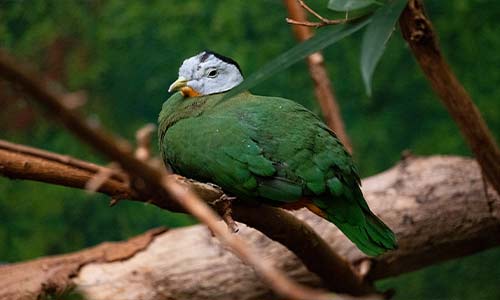 Black-naped fruit dove