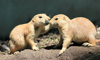 prairie dog