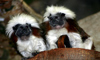cotton-top tamarins