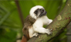 cottontop tamarin