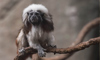 cottontop tamarin