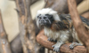cottontop tamarin