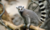 ring-tailed lemur