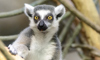 ring-tailed lemur