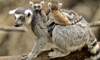 ring-tailed lemur
