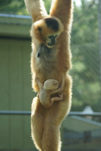 Gibbon Baby Aug 2015