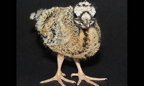 sunbittern chick