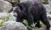 black bear