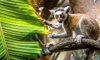 ring-tailed lemur